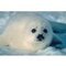isopren Polar, Isolierungen, Dämmungen, Robben